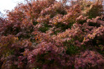 Numerous Leaves of a Maple Tree