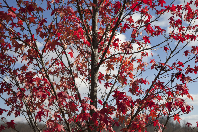 Numerous Leaves on a Red Maple Tree