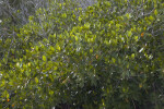 Numerous Mangrove Leaves