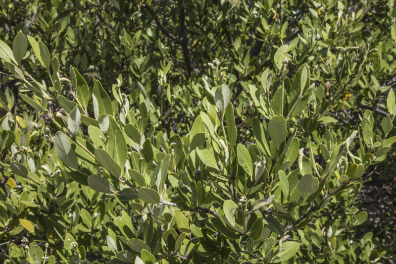 Numerous Mangrove Leaves