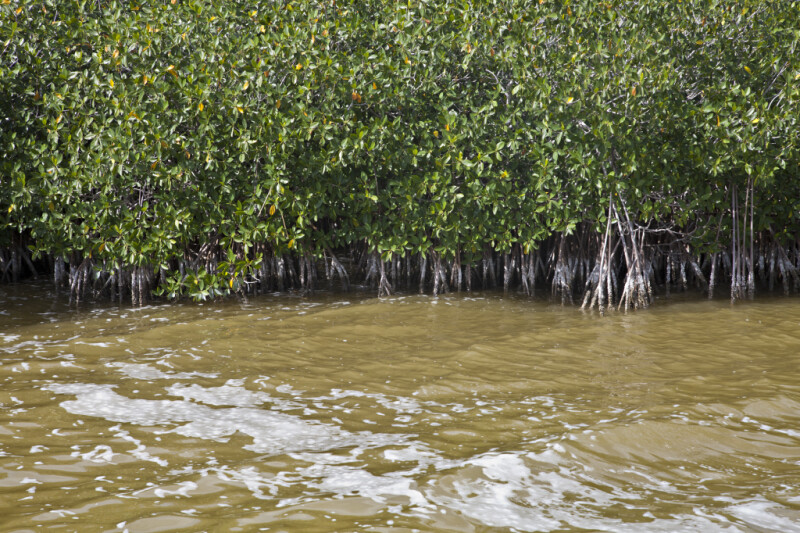 Numerous Mangroves Growing in Brown Saltwater at West Lake of Everglades National Park
