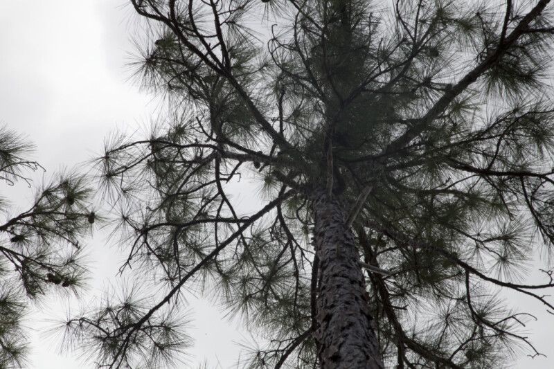 Numerous Needles Extending from Branches of a Pine Tree
