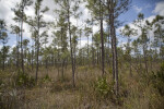 Numerous Pine Trees Growing in a Field at Long Pine Key of Everglades National Park