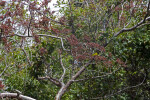 Numerous Red Berries on Tree Branches