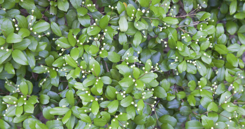 Numerous Shiny Green Leaves and Tiny White Flower Buds of a Shrub
