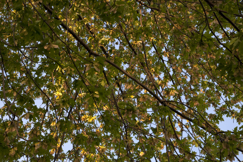 Numerous Silver Maple Branches