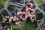 Numerous, Tri-Lobed Fruits of a Succulent Plant