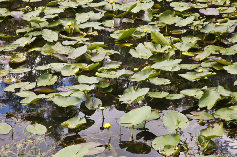 Numerous Water Lilies at Shark Valley of Everglades National Park