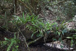 Nurse Log Supporting the Growth of Some Plants