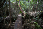Nursery Logs Amongst Pigeon Plum and Gumbo Limbo Trunks and Branches