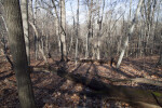 Nursery Logs and Numerous, Bare Trees