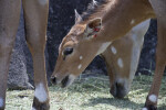 Nyala Eating