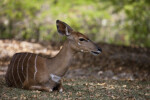 Nyala Laying on Ground