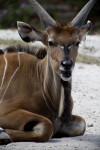 Nyala on Ground