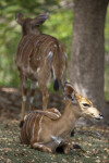 Nyalas in the Shade