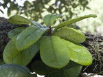 Oak Leaves Close-Up