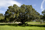 Oak Tree at the University of South Florida