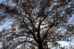 Oak Tree During Fall at Evergreen Park