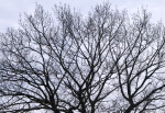 Oak Tree in Winter