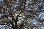 Oak Tree with Many Branches