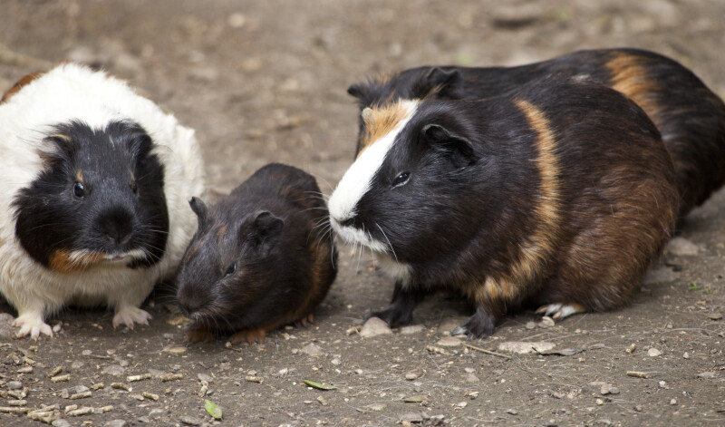 Obese Guinea Pigs