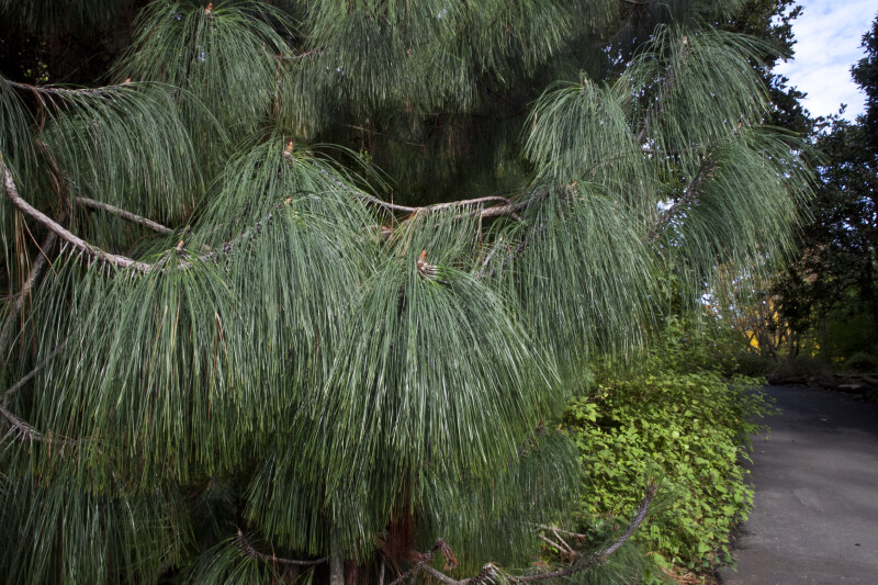 Ocote Pine Branches