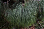 Ocote Pine Needles