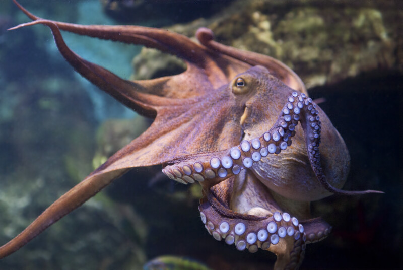 Octopus at Frankfurt Zoo