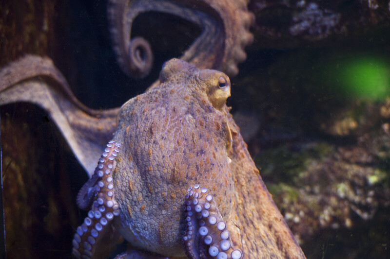 Octopus Detail