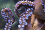 Octopus Suckers