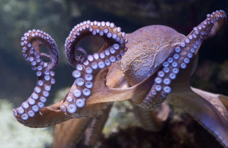 Arms of an Octopus