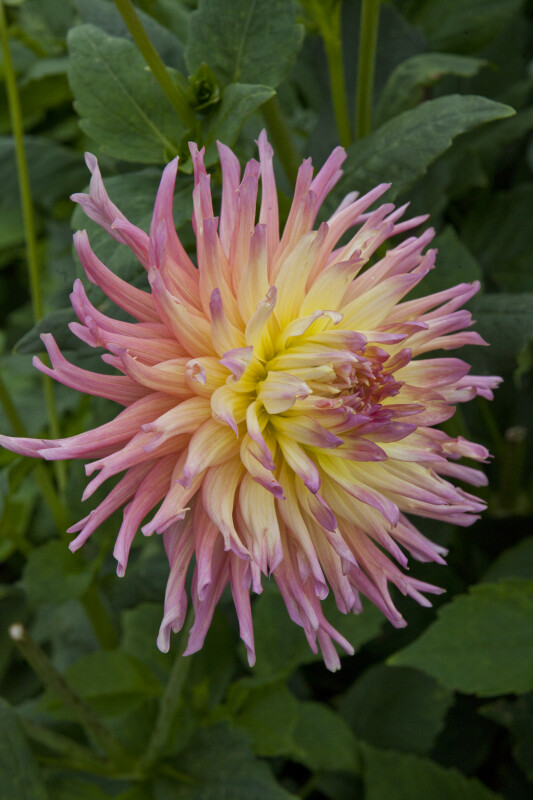 "Odessa" Dahlia Flower Side-View