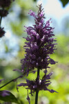 Odontonema sp. Flowers