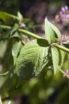 Odontonema sp. Leaves