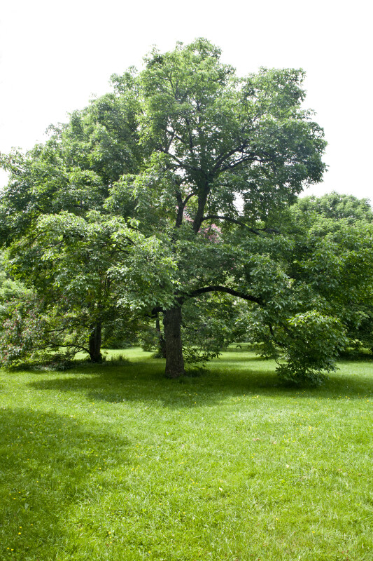 Ohio Buckeye Tree ClipPix ETC Educational Photos For Students And 