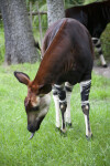 Okapi Bending Down