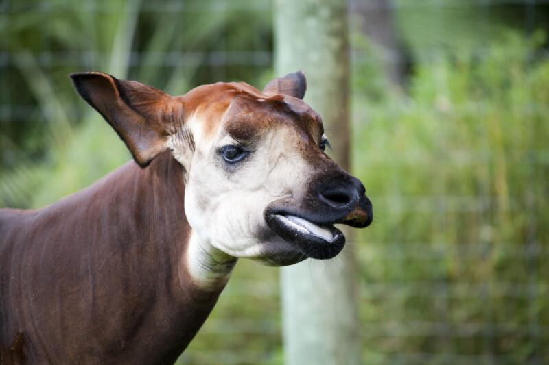 Okapi Chewing