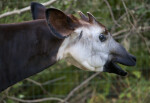 Okapi Detail