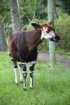 Okapi Eating