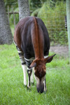 Okapi Grazing