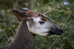 Okapi Head
