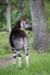Okapi Hindquarters