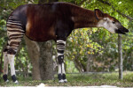 Okapi in the Shade