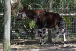 Okapi Side View