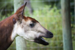 Okapi Side View