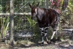 Okapi Standing