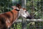 Okapi Upper Torso