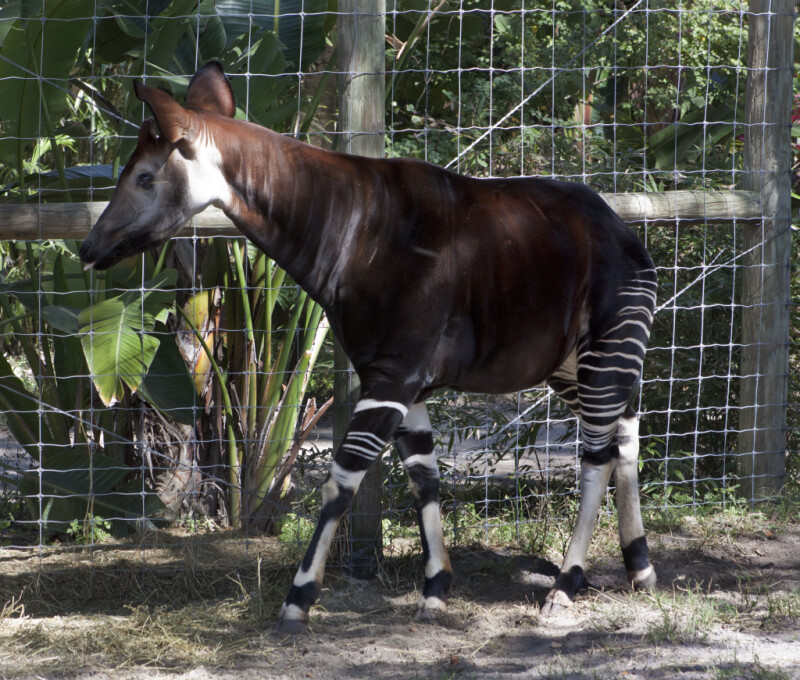 Okapi Walking