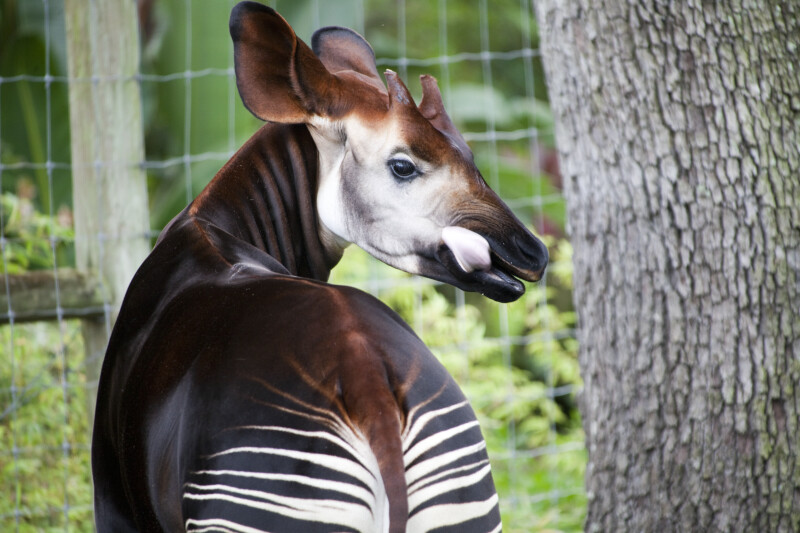 Okapi with Tongue Out