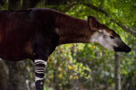 Okapi